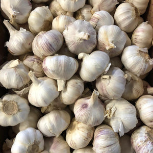 Bulb of Garlic